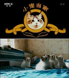 小宠当家